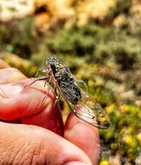Cicada barbara