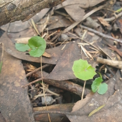Centella cordifolia