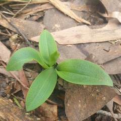 Chiloglottis