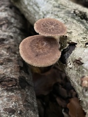Polyporus tuberaster