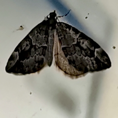 Thera juniperata