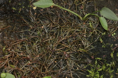Potamogeton pusillus
