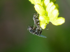 Phoridae
