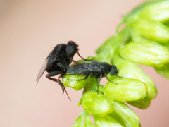 Phoridae