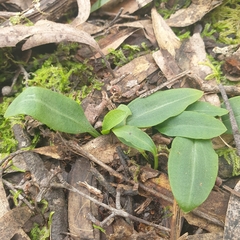 Chiloglottis