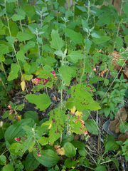 Norvellina chenopodii