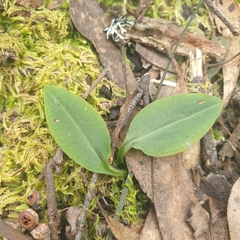 Chiloglottis