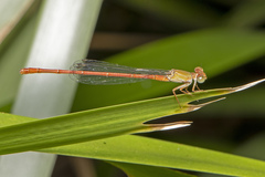 Ceriagrion aeruginosum