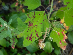 Norvellina chenopodii