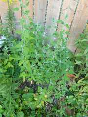 Norvellina chenopodii