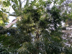 Podocarpus henkelii