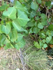 Thespesia populnea