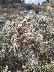 Micromyrtus ciliata