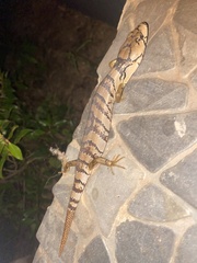 Cyclodomorphus gerrardii