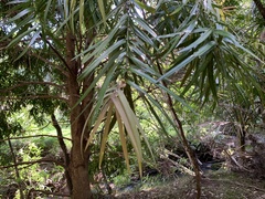 Podocarpus henkelii