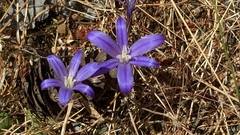 Brodiaea coronaria