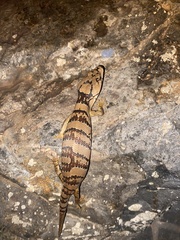 Cyclodomorphus gerrardii