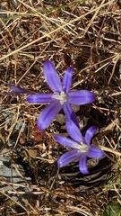 Brodiaea coronaria
