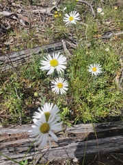 Brachyscome dentata