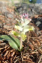Lachenalia lutea