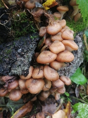 Armillaria borealis