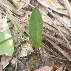 Cryptostylis subulata