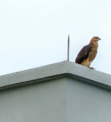 Pernis ptilorhynchus