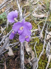 Swainsona procumbens
