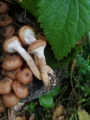 Armillaria borealis
