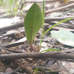 Cryptostylis subulata