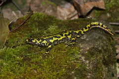Triturus marmoratus