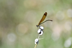 Calopteryx haemorrhoidalis