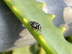 Maratus scutulatus