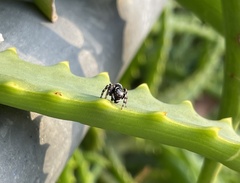 Maratus scutulatus