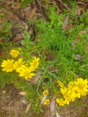 Senecio pinnatifolius
