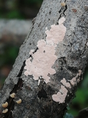Corticium roseum