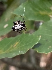 Gasteracantha kuhli