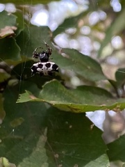 Gasteracantha kuhli