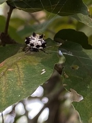 Gasteracantha kuhli