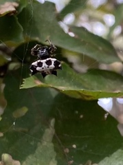 Gasteracantha kuhli
