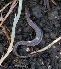 Oligosoma aeneum
