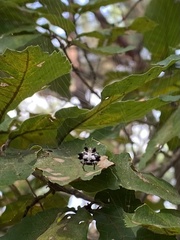 Gasteracantha kuhli