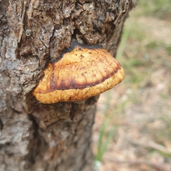 Hexagonia vesparia