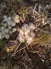 Helichrysum cerastioides