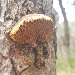 Hexagonia vesparia