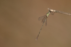 Chalcolestes parvidens