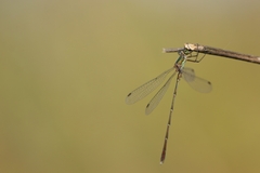 Chalcolestes parvidens