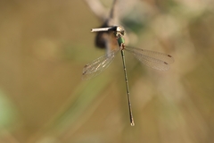 Chalcolestes parvidens