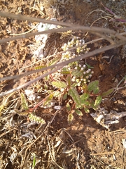 Corchorus asplenifolius