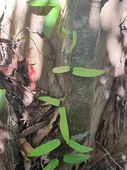 Parsonsia